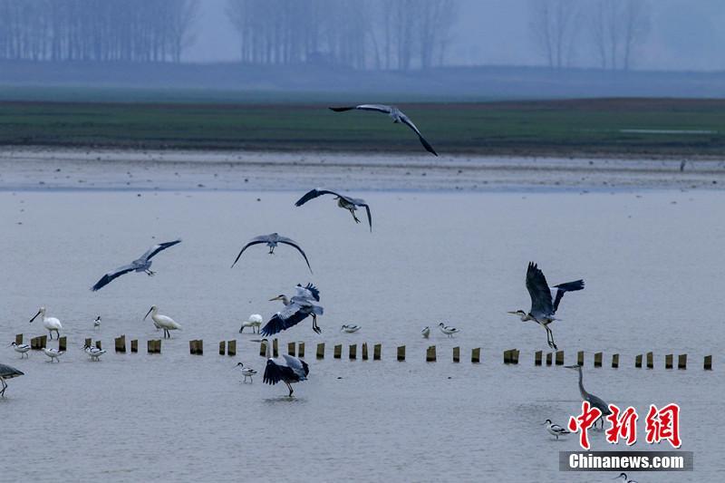 Перелетные птицы над озером Цайцы в Китае