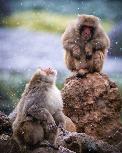 Играющие в снегу макаки зоопарка Нанкина