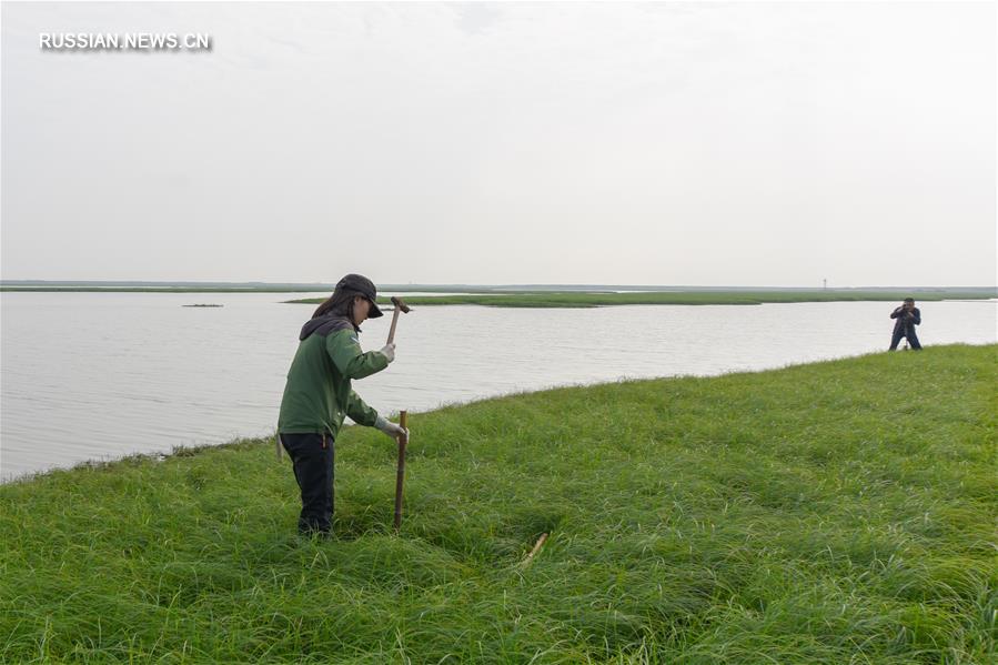Ученые работают над улучшением экологической среды озера Дунтинху