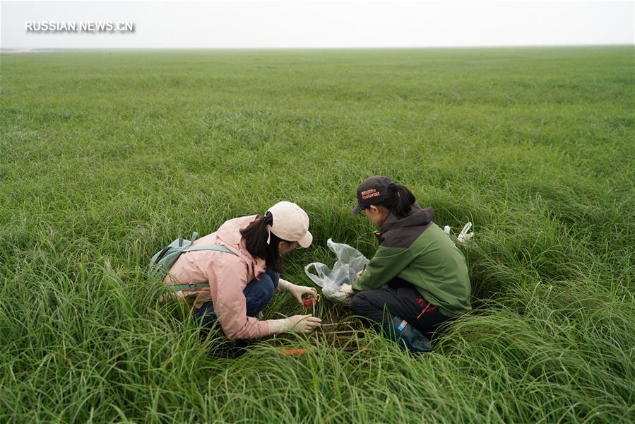 Ученые работают над улучшением экологической среды озера Дунтинху