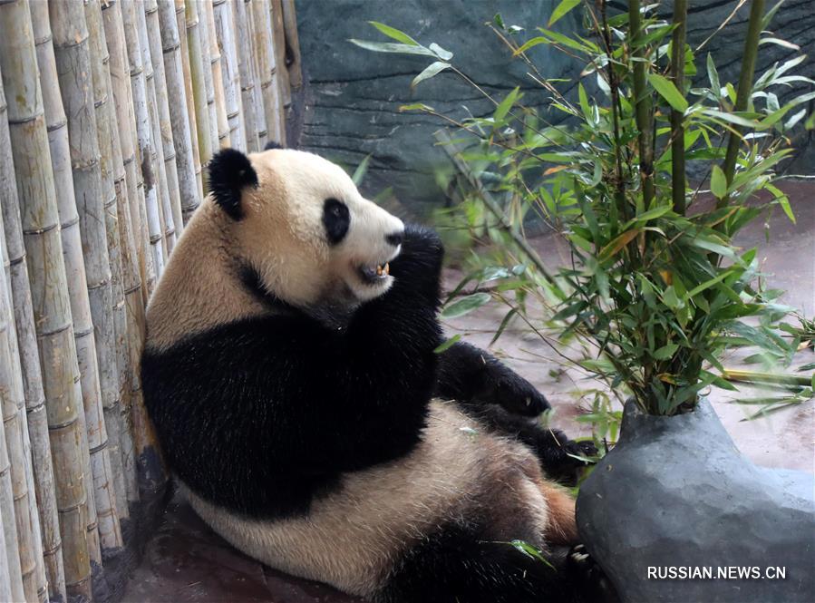 Новый дом для панд в провинции Аньхой