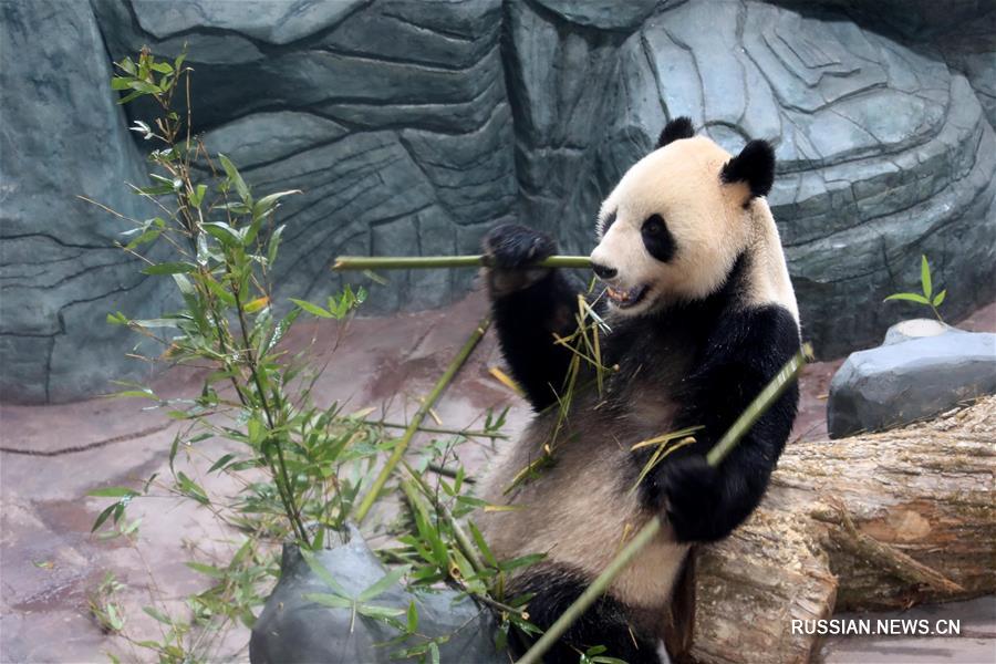 Новый дом для панд в провинции Аньхой