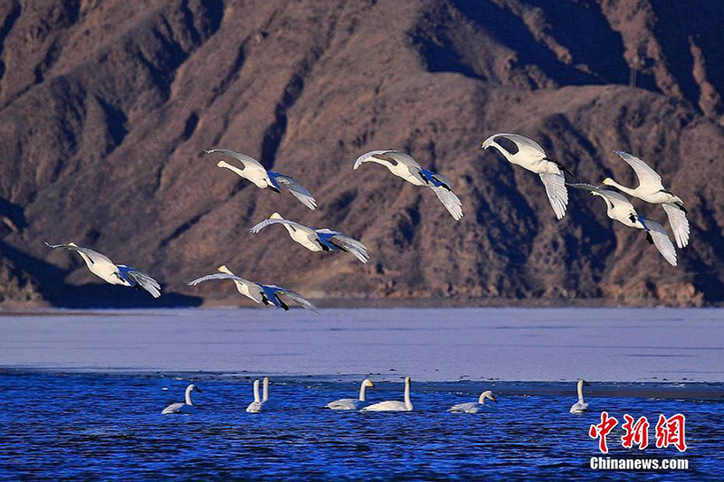 Около 100 лебедей прилетели на зимовку на водохранилище Цзиньчуанься