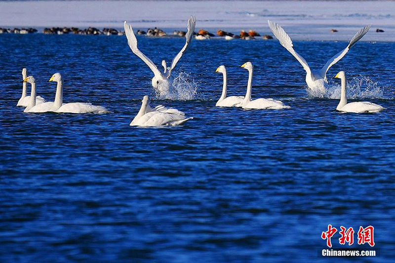 Около 100 лебедей прилетели на зимовку на водохранилище Цзиньчуанься