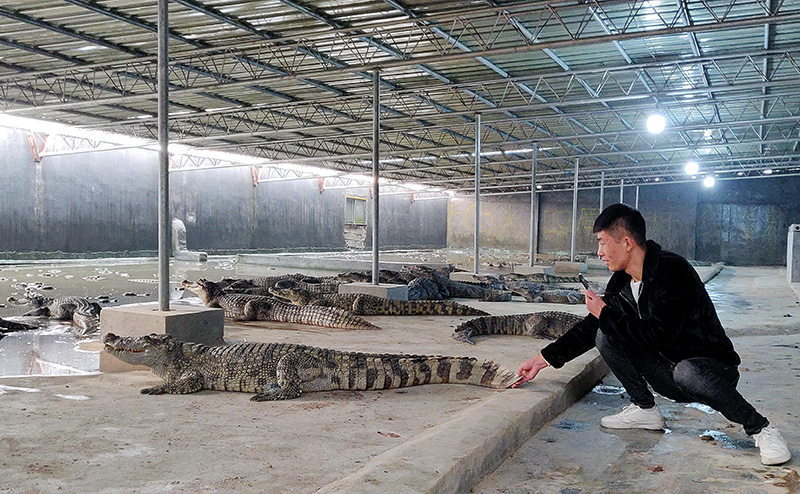Китаец стал знаменитым в интернете благодаря работе по разведению крокодилов