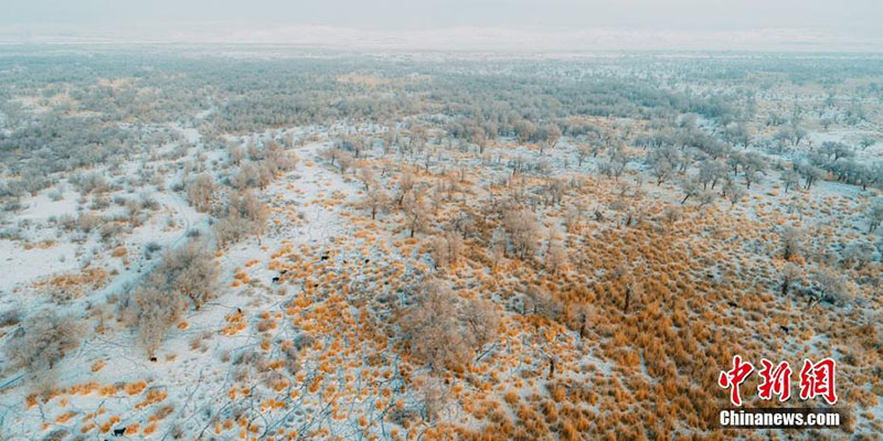 Зимний лес евфратских тополей на северо-западе Китая