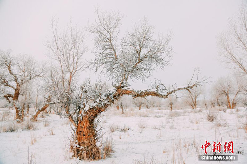 Зимний лес евфратских тополей на северо-западе Китая
