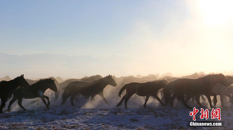 Табун лошадей в заснеженной степи Синьцзяна