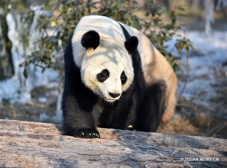 Зимние радости больших панд из цзинаньского зоопарка