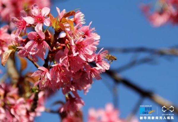 В Куньмине расцвели деревья вишни