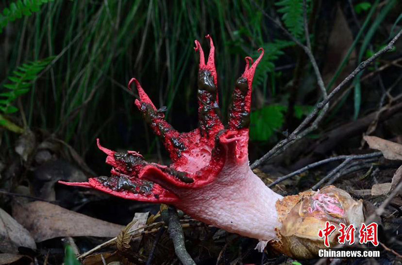В природном заповеднике на Юге Китая обнаружены “пальцы дьявола”