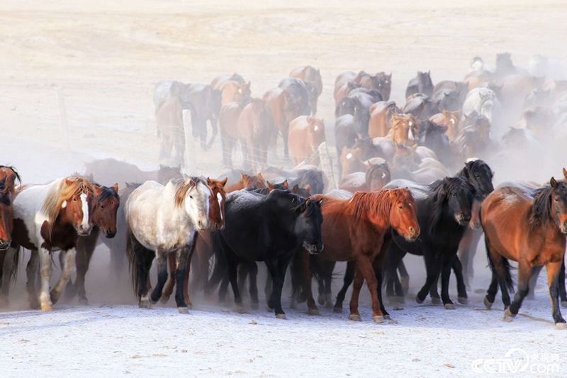 Табуны коней на горах Циляньшань