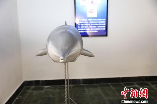 В Ухане представлена копия первого в мире жившего в искусственных условиях китайского речного дельфина