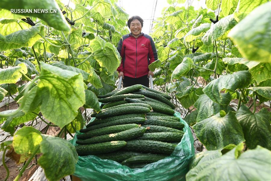 Уезд Лаотин -- база снабжения экологически чистыми овощами Пекина и Тяньцзиня