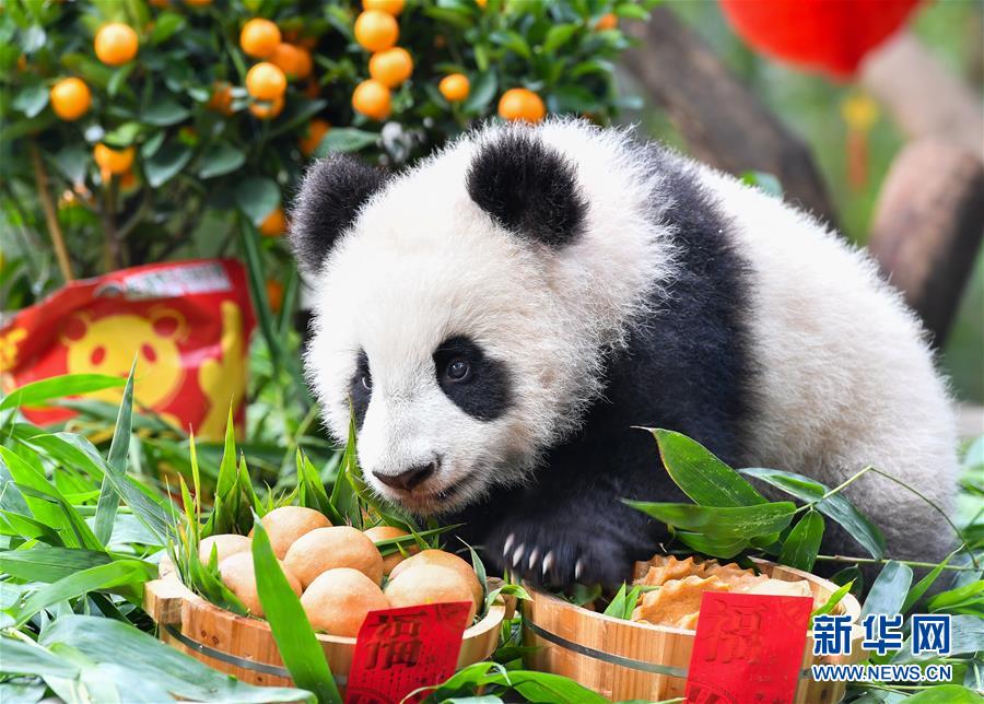 Детеныши панды в Гуанчжоу встречают Новый год