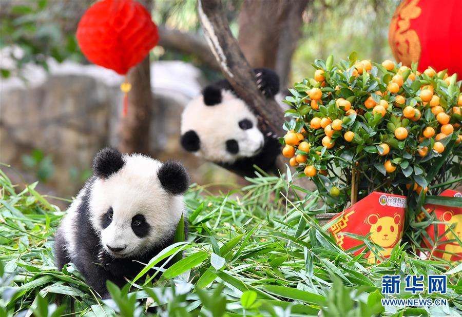 Детеныши панды в Гуанчжоу встречают Новый год