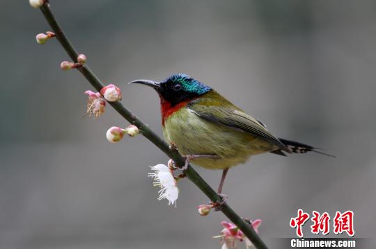 Птицы и цветы вишни в лесопарке провинции Фучжоу
