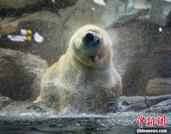 Полярный медведь Мэнлун приехал в Китай для поиска спутницы