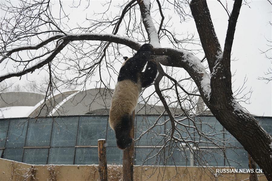 Большие панды из Пекинского зоопарка