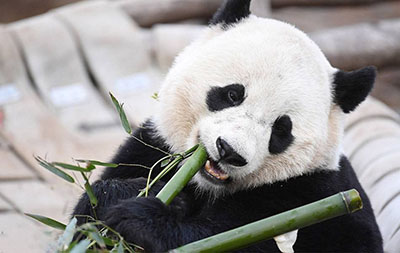Новое исследование показало, что гиперзависимость большой панды от бамбука развилась 5000 лет назад