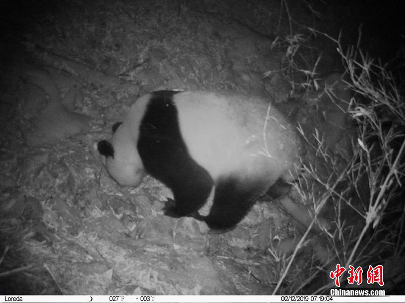 На скрытую камеру в заповеднике Уцзяо попала большая панда и золотистая обезьяна