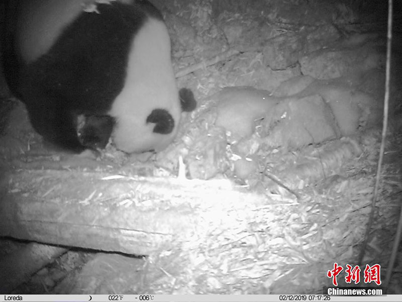 На скрытую камеру в заповеднике Уцзяо попала большая панда и золотистая обезьяна