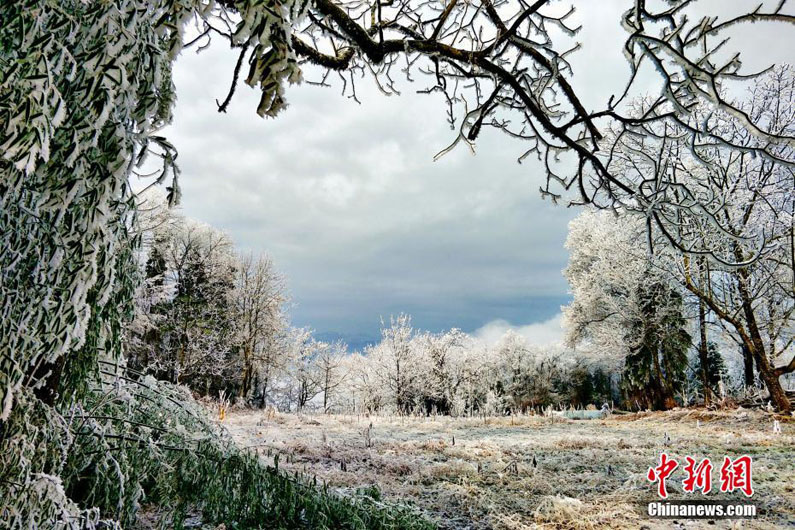 «Ледяной» лес в провинции Хубэй