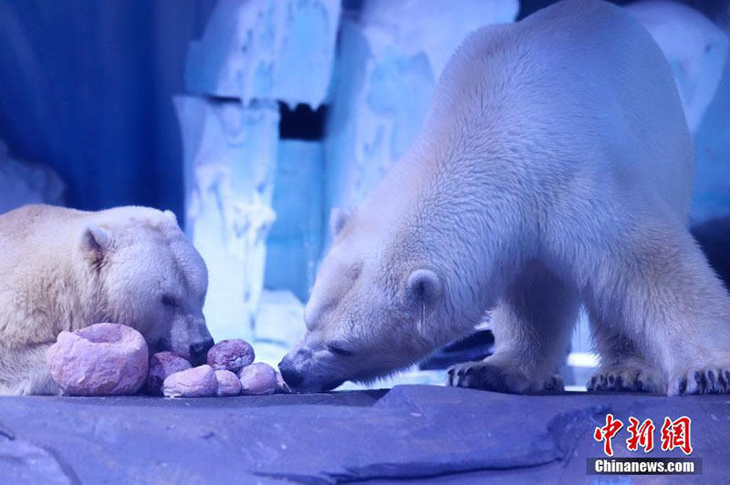 Полярным медведям в Шанхае приготовили праздничные клецки