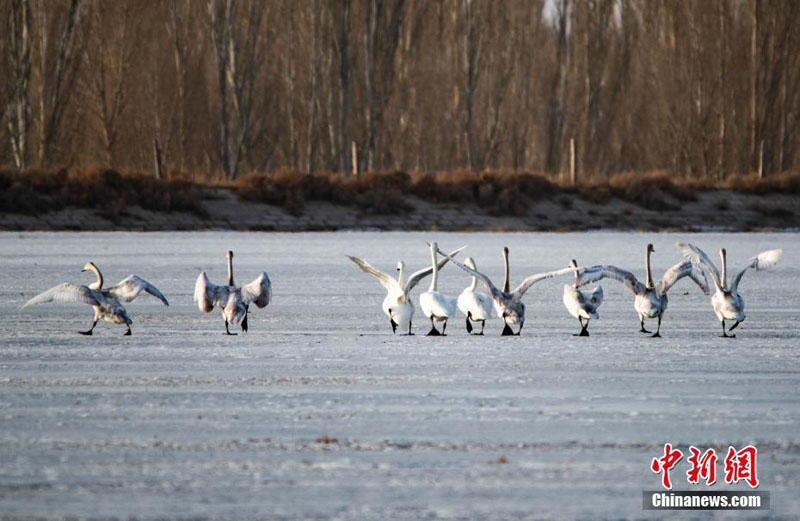 Сотни редких птиц появились в природном заповеднике провинции Ганьсу