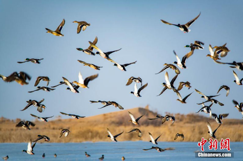 Сотни редких птиц появились в природном заповеднике провинции Ганьсу