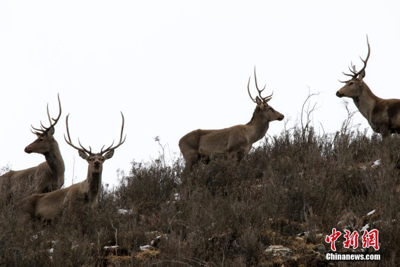 В провинции Цинхай на камеру попали беломордые олени