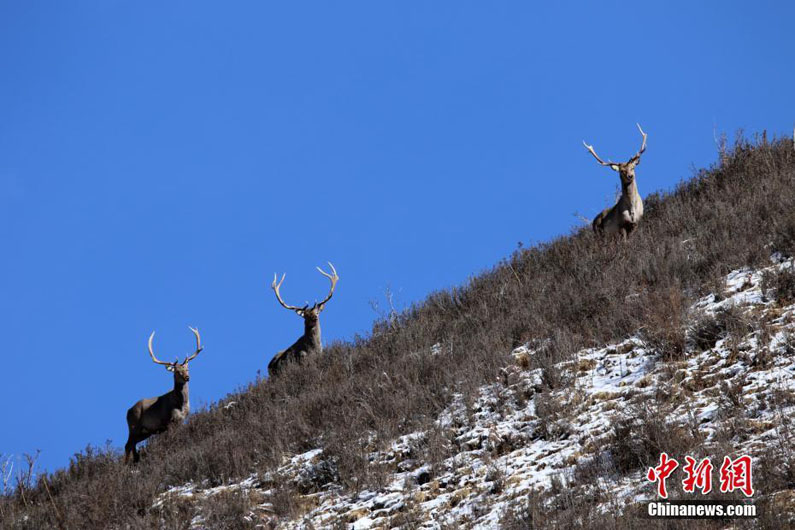 В провинции Цинхай на камеру попали беломордые олени