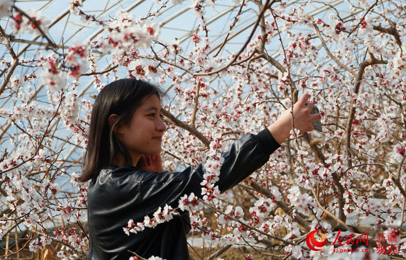 Цветущие абрикосовые деревья в Синьцзяне 