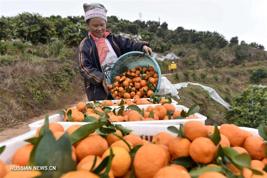 Богатый урожай мандаринов в провинции Гуйчжоу