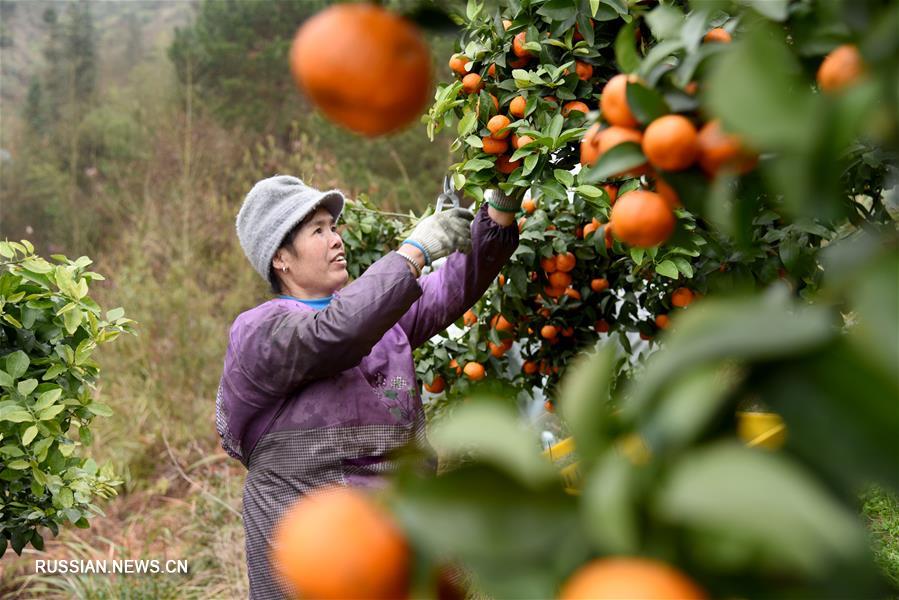 Богатый урожай мандаринов в провинции Гуйчжоу