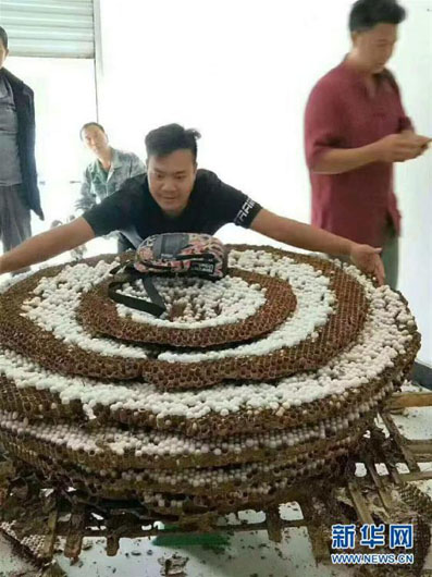 В Китае обнаружили самого большого шершня в мире 