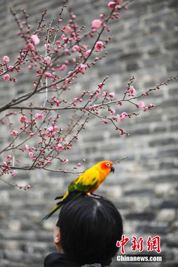 В Пекине стартовал фестиваль цветов сливы в Парке городской стены династии Мин
