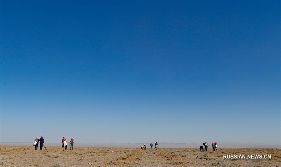 Озеленение пустыни во Внутренней Монголии