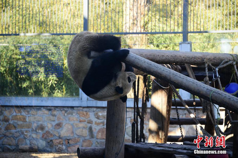 Большие панды Пекинского зоопарка радуются весне