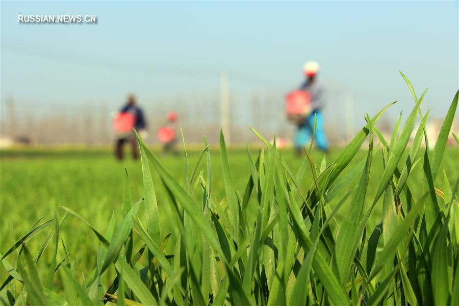 Радости весенних сельскохозяйственных работ в Китае