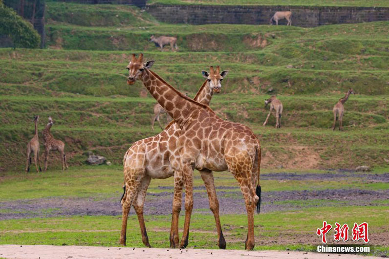 Африканские жирафы в Чунцине