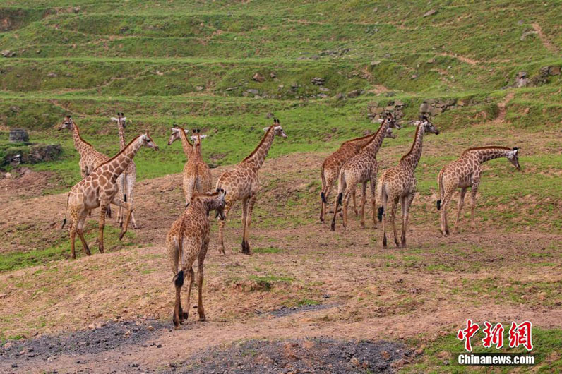 Африканские жирафы в Чунцине