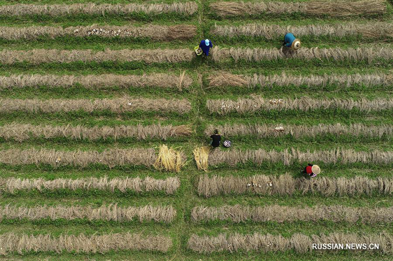 Весенние сельхозработы в Китае