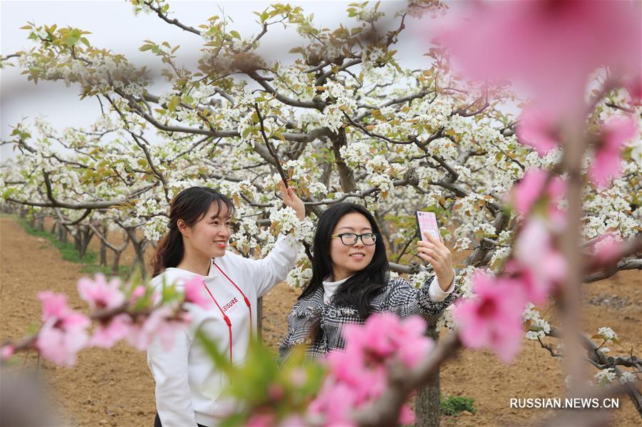 Цветущие деревья привлекают большое количество туристов в Центральный Китай