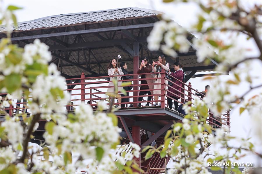 Цветущие деревья привлекают большое количество туристов в Центральный Китай