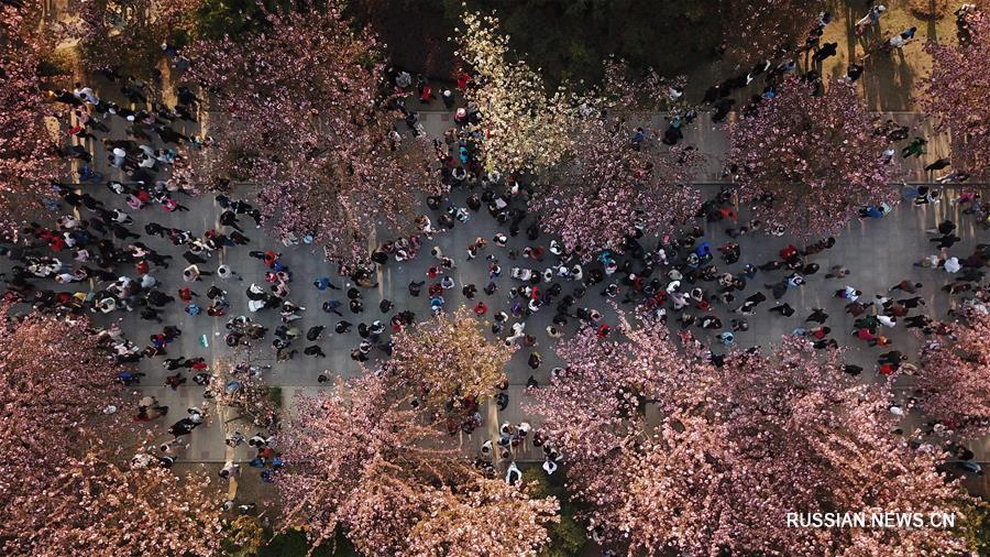 Цветущие вишни в кампусе Китайского научно-технического университета