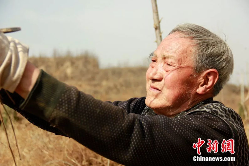 Китайский безногий ветеран посадил 17 тыс. деревьев за 18 лет