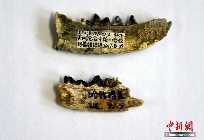 В Китае впервые обнаружены редкие окаменелости, насчитывающие 16 млн. лет