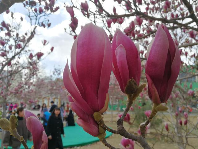 В Пекине распускаются цветы магнолий