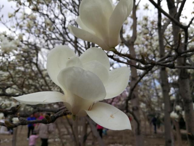 В Пекине распускаются цветы магнолий